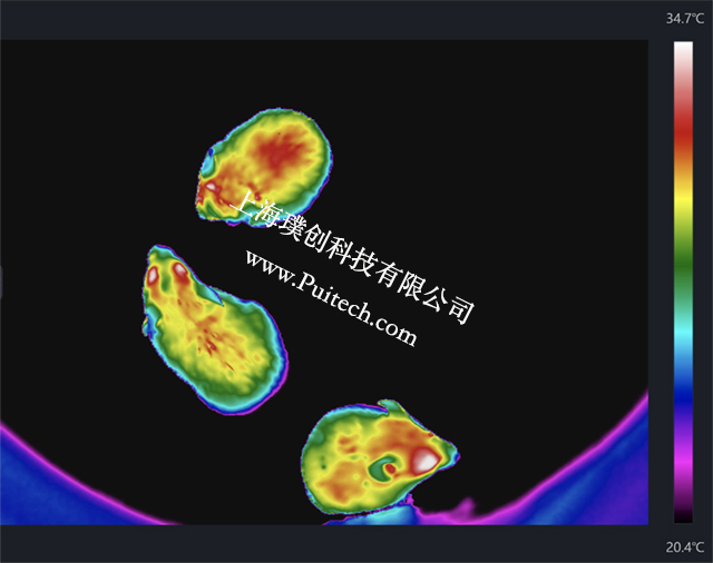 ?？滴⒂凹t外熱成像技術對實驗小鼠進行科研觀測